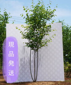 楽天市場 ジューンベリー 品種 味の通販