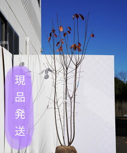 植木 盆栽 ジューンベリー ラマルキーの人気商品 通販 価格比較 価格 Com 植木 盆栽 ジューンベリー ラマルキーの人気商品 通販 価格比較 価格 Com