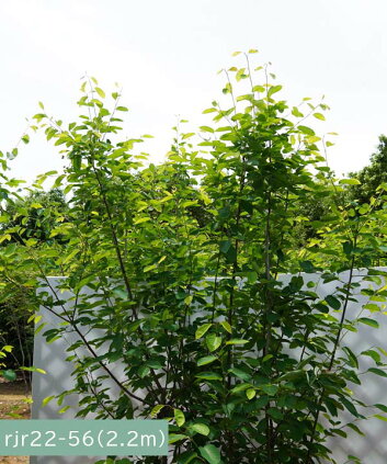 楽天市場 6ヵ月枯れ保証付 現品発送 ジューンベリー ラマルキー 株立 2 1 2 3m程度 根鉢含まず 落葉樹 庭木 シンボルツリー グリーンロケット