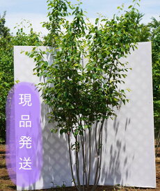 楽天市場 ジューンベリー 品種 特徴の通販