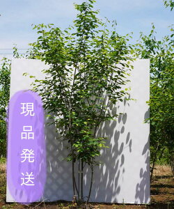 植木 盆栽 ジューンベリー ラマルキーの人気商品 通販 価格比較 価格 Com