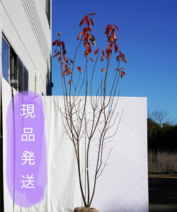 植木 盆栽 ジューンベリー ラマルキーの人気商品 通販 価格比較 価格 Com
