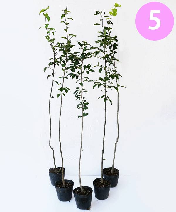 楽天市場】【5本】アオハダ 特大苗 高さ100cm〜110cm : グリーンロケット