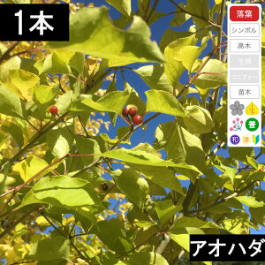 y1{zAIn_c؁@30cm`50cmx