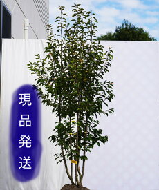 楽天市場 ソヨゴ 鉢植えの通販