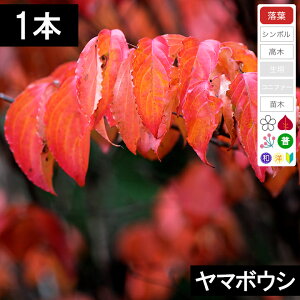 y1{z}{EVc؁@30cm`50cmx