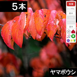 y5{z@}{EVc؁@30cm`50cmx