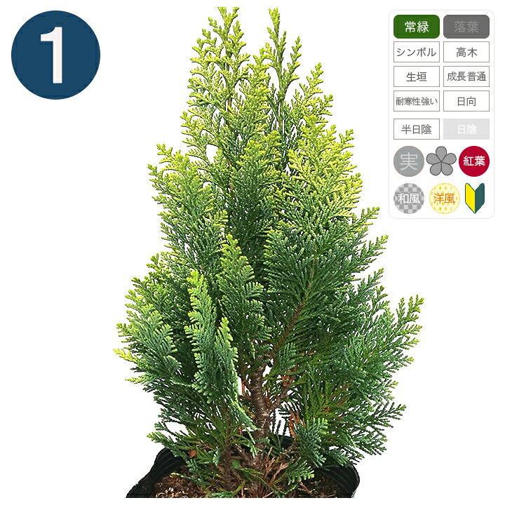 楽天市場 1本 アルミゴールド 15cmポット 樹高30cm コニファー グリーンロケット