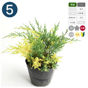 5{ / u[AhS[h |bga15cm Rjt@[ 