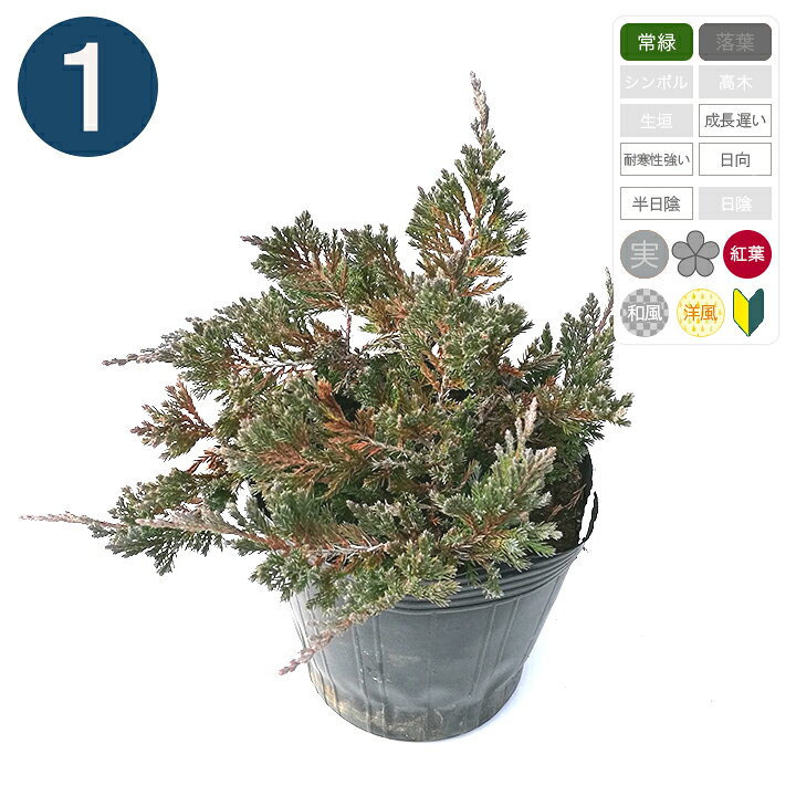 楽天市場 1本 ブルーチップ ポット直径15cm コニファー グリーンロケット