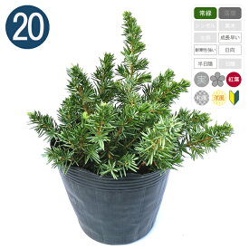 楽天市場 日陰 に 強い コニファーの通販