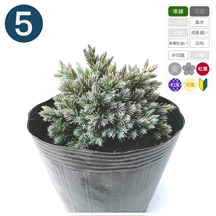 楽天市場 送料無料 5本 ブルースター ポット直径15cm コニファー グリーンロケット
