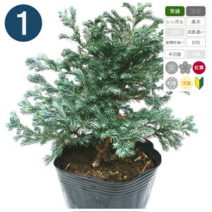 1{ / {[o[h 15cm|bg 25cm` Rjt@[