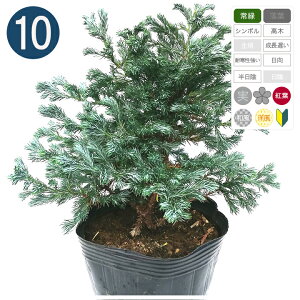 yz10{ / {[o[h 15cm|bg 25cm` Rjt@[