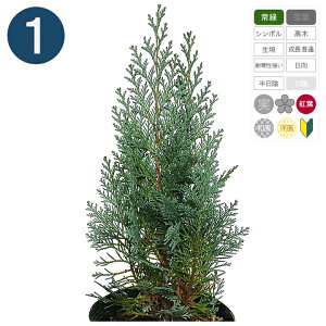 1{ /RiXOEJ 15cm|bg 25cm` Rjt@[