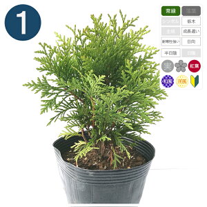 1{ / _jJ 15cmx Rjt@[