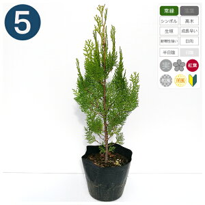 5{ / GKeV} 15cm|bg 25cmx`@Rjt@[