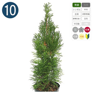 10{ / Gh 15cm|bg 25cm` Rjt@[