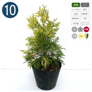 10{ / [bpS[h 15cm|bg 25cm` Rjt@[