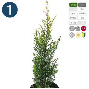 1{ /S[hR[ 15cm|bg 30cm` Rjt@[