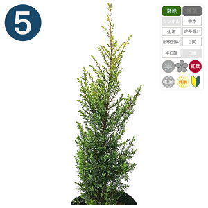 5{ / S[hR[ 15cm|bg 30cm` Rjt@[