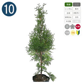 楽天市場 ニオイヒバ 植木 ガーデニング 農業 花 ガーデン Diyの通販