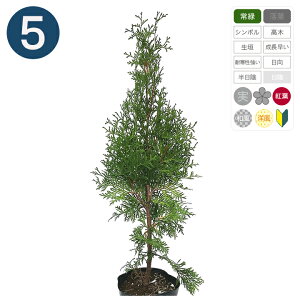 5本 / グリーンコーン 15cmポット 樹高30〜40cm コニファー