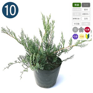 10{ / OCIE |bga15cm Rjt@[ 