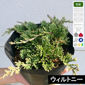 y5|bgZbgzRjt@[ EBgj[ |bga15cm