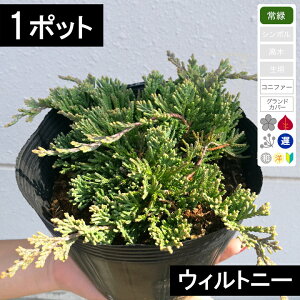 y1|bgzRjt@[ EBgj[ |bga15cm