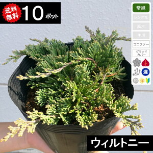 【送料無料】【10ポット】コニファー ウィルトニー ポット直径15cm