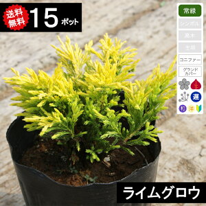 【送料無料】【15ポット】コニファー ライムグロー ポット直径15cm