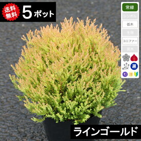 楽天市場 日陰 に 強い コニファーの通販