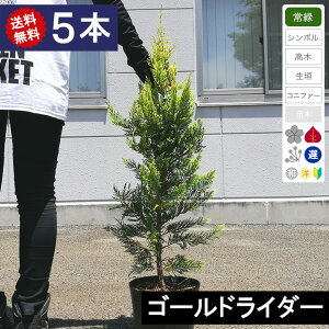 ゴールドライダー 盆栽 植木の人気商品 通販 価格比較 価格 Com