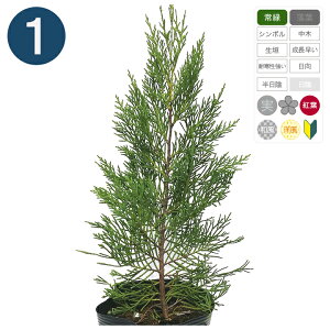 1{ / CfB 15cm|bg 30cm` Rjt@[