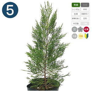 5{ / CfB 15cm|bg 30cm` Rjt@[