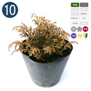 10{ / ~NrI[^fNT[^ |bga15cm Rjt@[ 