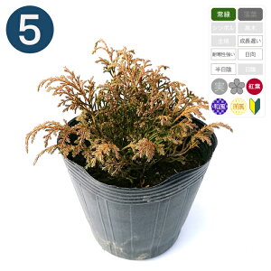 5本 / ミクロビオータデクサータ ポット直径15cm コニファー ◆送料無料