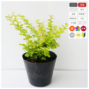 MuI[Av13.5`15cm|bg@20`30cmx