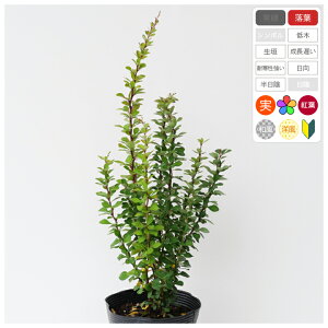MupEEv13.5`15cm|bg@20`30cmx