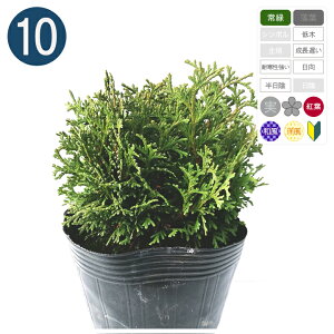 yz10{ / ~j} 10cm`20cm Rjt@[