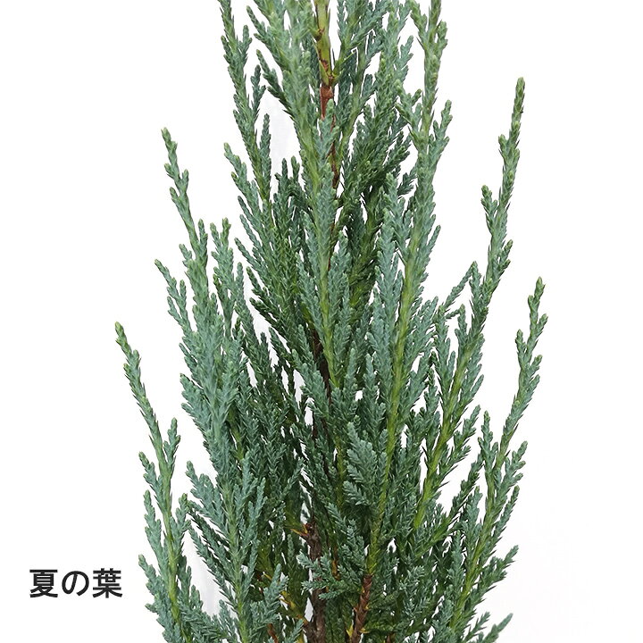 楽天市場】1本 / ムーングロー 15cmポット 樹高30cm〜 コニファー 