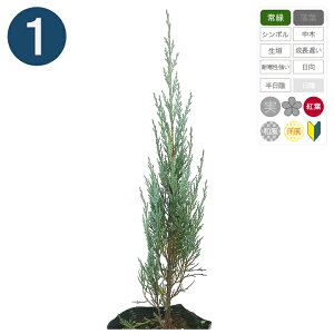 1{ / [O[ 15cm|bg 30cm` Rjt@[