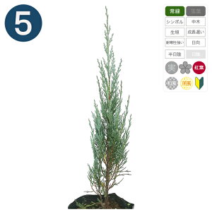 5{ / [O[ 15cm|bg 30cm` Rjt@[