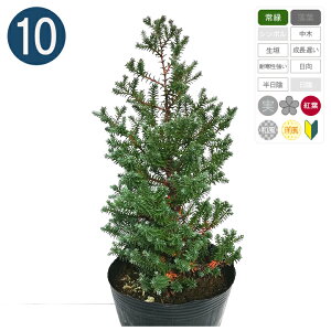 【送料無料】10本 / レッドスター 15cmポット 樹高20cm〜 コニファー