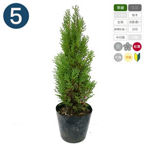 5{ / [Y_X 15cm|bg 30cm`x Rjt@[