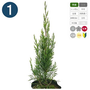 1{ /Xp^ 15cm|bg 40cm` Rjt@[