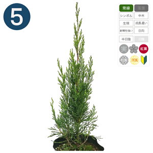 5{ / Xp^ 15cm|bg 40cm` Rjt@[