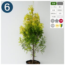 6本 / ヨーロッパゴールド 樹高70cm程度 ポット直径21cm コニファー ◆ 送料無料