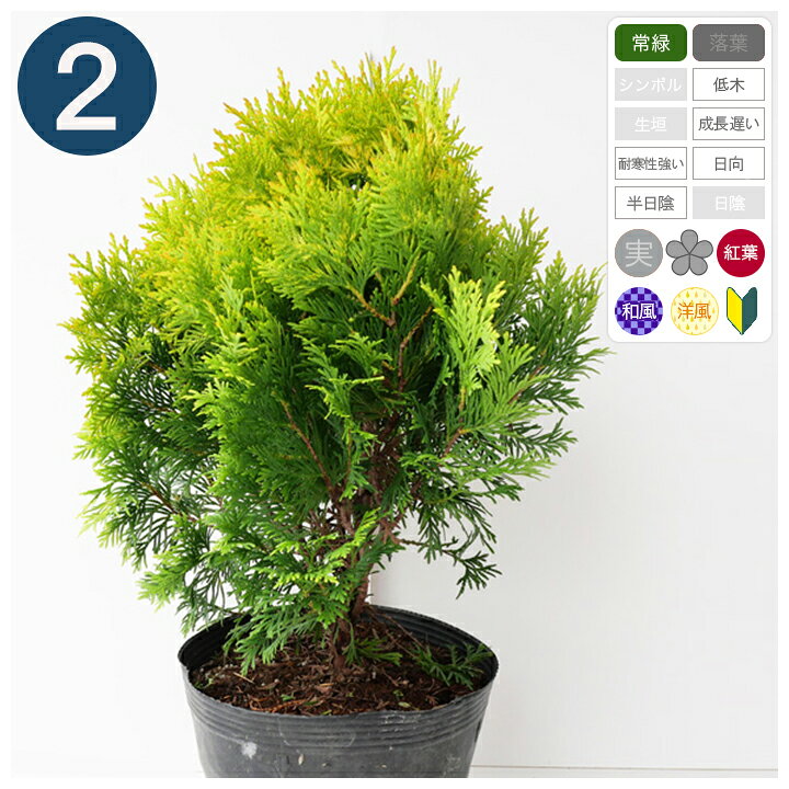 楽天市場 2本 グロボーサオーレア 幅30cm程度 ポット直径21cm コニファー グリーンロケット